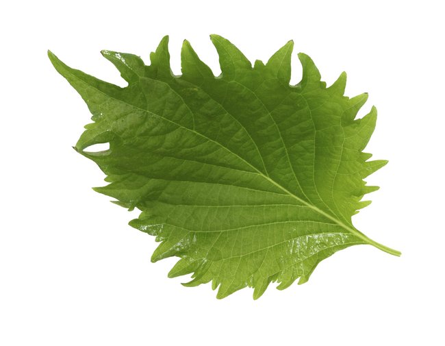 Shiso Leaves Green