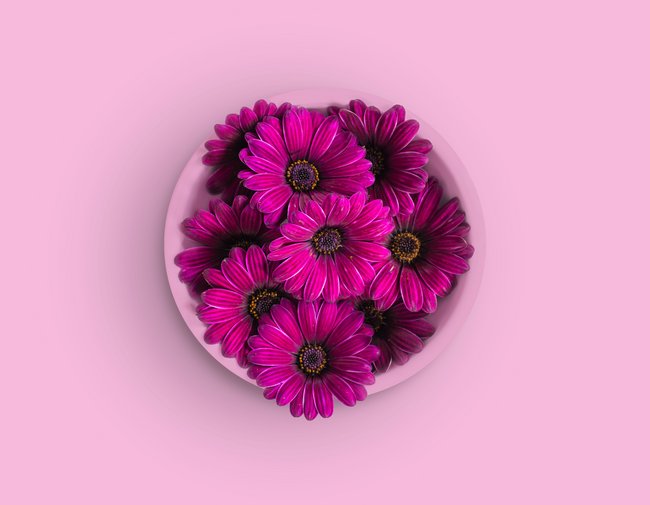 Cape daisy purple