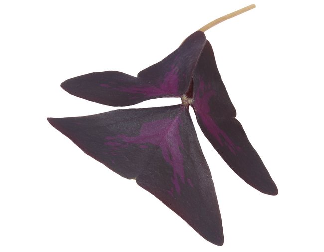 Yka Leaves