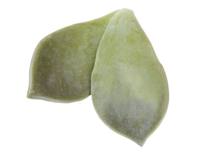 Maji Leaves