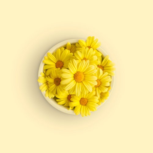 Gänseblumen gelb