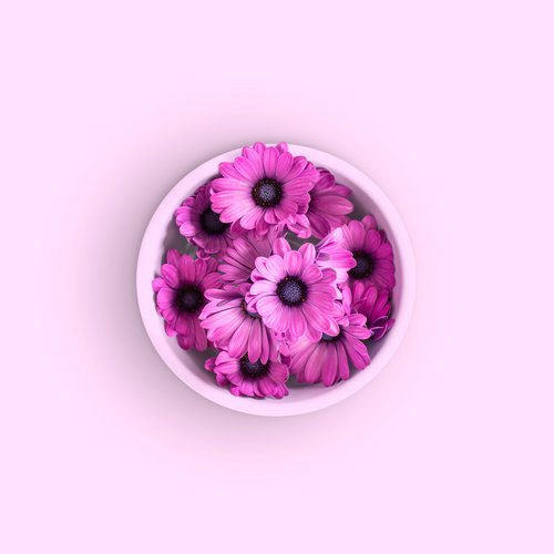 Cape daisy pink