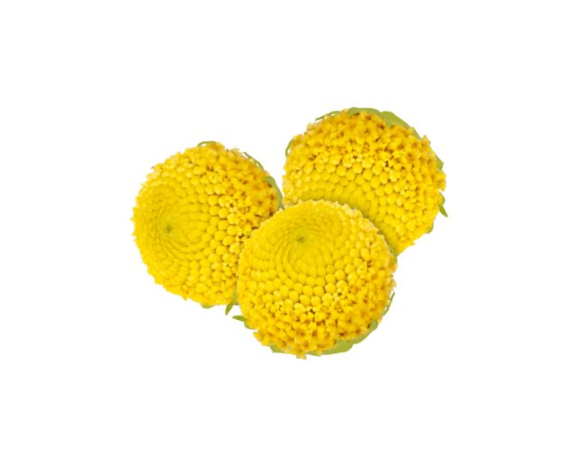 Sechuan Button