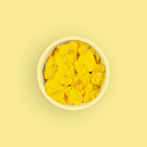 Pansy yellow