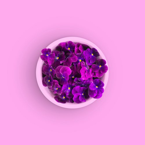 Pensée violette