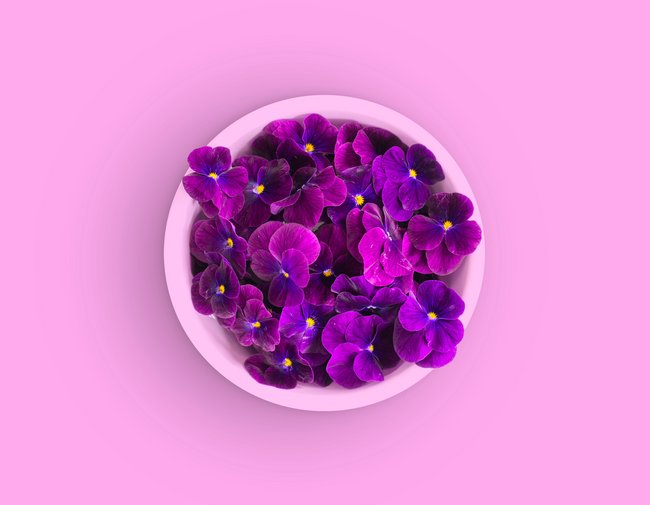Stiefmütterchen violett